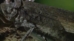 A beetle forages on a tree stump. Stock Footage