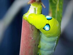 Caterpillar. Stock Footage