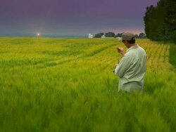 HD DOLLY: Farmer in Grain Field, Checking Crop Stock Footage
