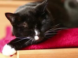 Sleeping Cat Wakes Up Stock Footage