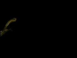 Squid swimming against black background Stock Footage