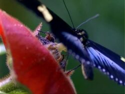 Butterfly, BCU black/cream butterfly lands on red flower, feeds, flaps wings and flies off, Panama Stock Footage