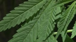 VOICED : Uruguay lawmakers back government grown News Clip