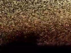 Massive starling flock mid shot Stock Footage