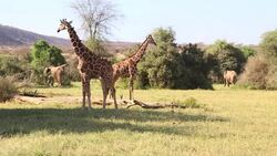 VOICED : La jirafa reticulada esta en peligro News Clip