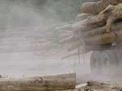 WS Felled trees and trucks moving them / Tawau, Sabah, Malaysia Stock Footage
