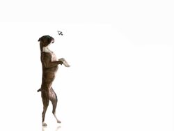 Computer mouse teases dog. Stock Footage