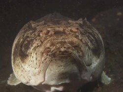 Stargazer, view from front of face, flicks tongue, Indonesia  Stock Footage
