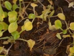 panning: fade and fresh trees Stock Footage
