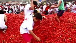 CLEAN : Tomatina : a tomato fight festival in Colombia News Clip