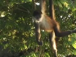 MS, Nicaragua, Managua, Spider monkey hanging on tree Stock Footage