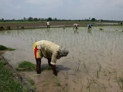 Farmer working in the rice paddy field   Stock Footage