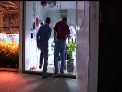 Michigan's two-year-old law allowing the medical use of marijuana has people wanting to learn how to grow the crop. Enter the self-described medical marijuana trade school, educating growers on the finer points of weed News Clip