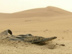 MS Shot of bottlenose dolphin carcass partially submerged in beach sand / Port Elizabeth, Eastern Cape, South Africa Stock Footage