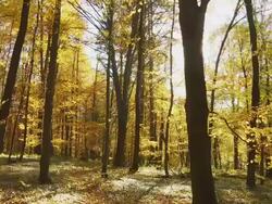 HD: Beautiful Autumn Forest Stock Footage