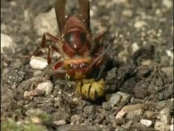 CU Hornet (Vespa crabro) attacking Common Wasp (Vespula vulgaris), England Stock Footage