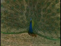 Peacock (Pavo cristatus) male in courtship display, Bandhavgarh National Park, India Stock Footage