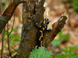 Black lizard Stock Footage