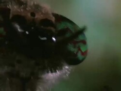 CU, Head of horsefly Stock Footage