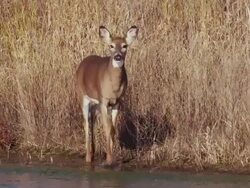 White tail deer walks along a stream alert for danger. Stock Footage