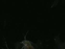 Endoscope view of Water fleas (Daphnia sp.). Sony PMW-EX3 Full HD video camera with endoscope, horizontal field of view is 3mm and slow motion at 60 fps. Stock Footage