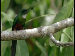 MCU Green bird eating insect, South America Stock Footage