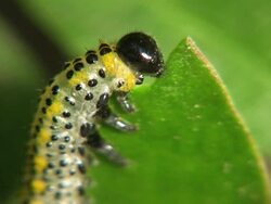 Vernim Stock Footage