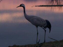 European Crane (Grus grus) alone on shore, North East Extremadura in Dehesa. Stock Footage