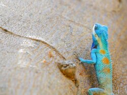 Lizard. Stock Footage