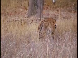 MS Royal Bengal tiger, Panthera tigris tigris, in the grass, walking away from camera, looks back, Bandhavgarh National Park, India Stock Footage