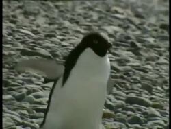 CU Adelie Penguin, Pygoscelis adeliae, waddling over rocky ground, Antarctica Stock Footage