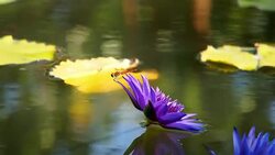 Dragonfly on a purple water lily Stock Footage