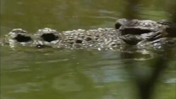 Crocodiles lurk in a river. Stock Footage