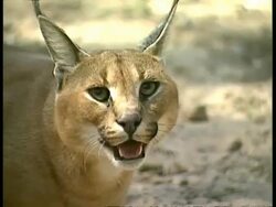 CU Head shot of Caracal (Caracal caracal), hissing, turns and hisses to camera, USA Stock Footage