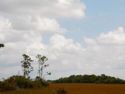 Hammock and pine trees in the River of grass Stock Footage