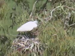 MS Shot of little egret (Egretta garzetta) nesting on tree / Maagan Michael, Carmel Coast, Israel Stock Footage