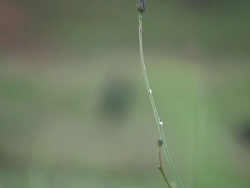 Abstract Background: Single Stem Stock Footage