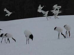 MS TS View of Red crowned Cranes landing / Tsurui, Japan Stock Footage