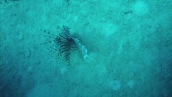 Lionfish Swimming Along Seabed Underwater, Bermuda Coastline News Clip