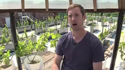 VOICED : First rooftop vineyard opens in New York City News Clip
