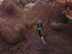 MS Anemone fish and anemone / Palau, Micronesia, Palau  Stock Footage