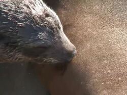 Cape fur seal (Arctocephalus pusillus) pup suckling, Cape Cross, Namibia Stock Footage