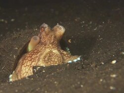Octopus, in coconut shell, Indonesia  Stock Footage