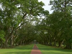 WS Plantation house at end of tree lined path / New Orleans, Louisiana, United States Stock Footage