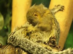 Pygmy Marmosets Stock Footage