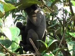 monkey eating Stock Footage