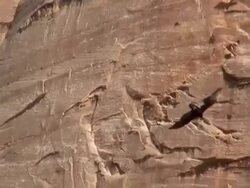 Golden Eagle Soaring on Thermal Stock Footage