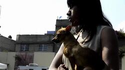 CLEAN : Mass sterilisation of dogs in Mexico after News Clip