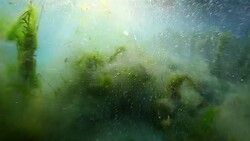 Plants grow in a freshwater lake Stock Footage