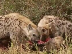 MS Spotted hyena group eating wildebeest / National Park, Africa, Kenya Stock Footage